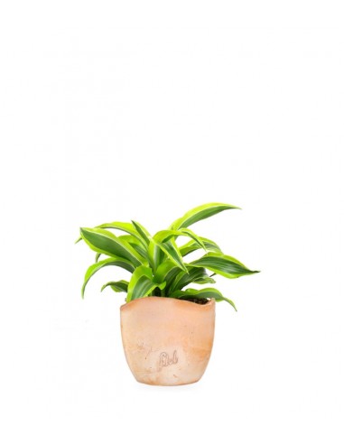 Dracena Lemon Lime