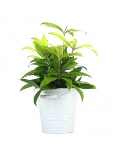 Dracena Surculosa