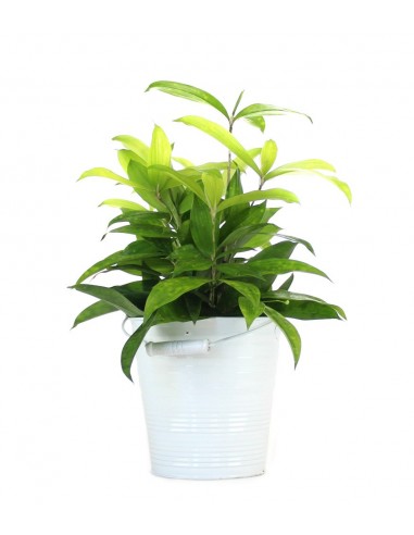 Dracena Surculosa