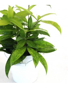 Dracena Surculosa 2