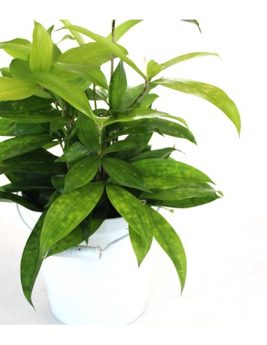 Dracena Surculosa