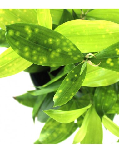 Dracena Surculosa