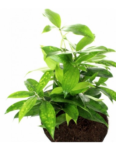 Dracena Surculosa vaso ciotola in...