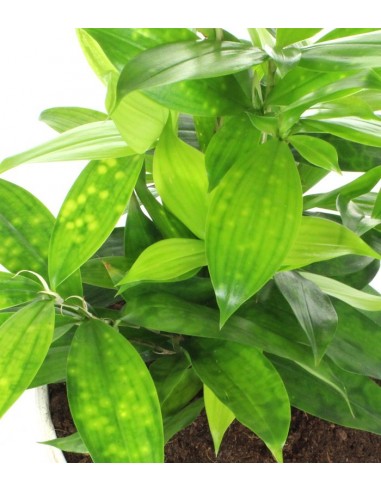 Dracena Surculosa vaso ciotola in...