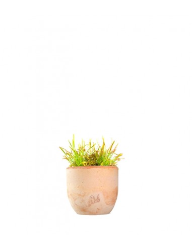 Drosera Capensis