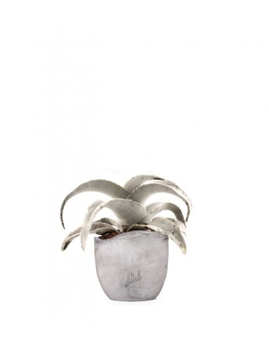 Dyckia Marnieriana