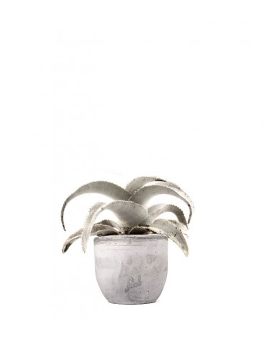 Dyckia Marnieriana