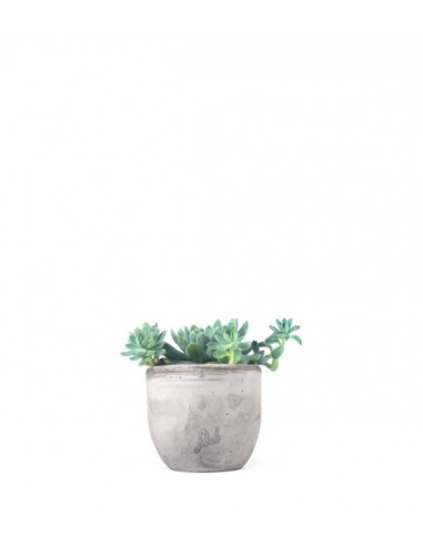 Echeveria elegans