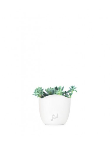 Echeveria elegans