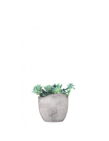 Echeveria elegans
