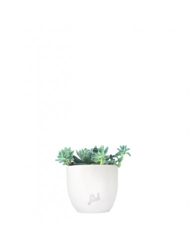 Echeveria elegans