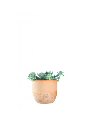 Echeveria elegans