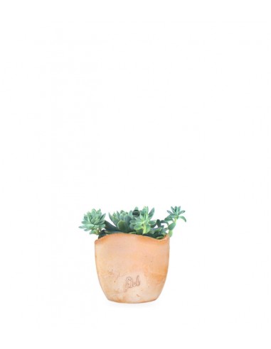 Echeveria elegans