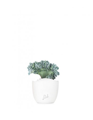 Echeveria frosty crestata