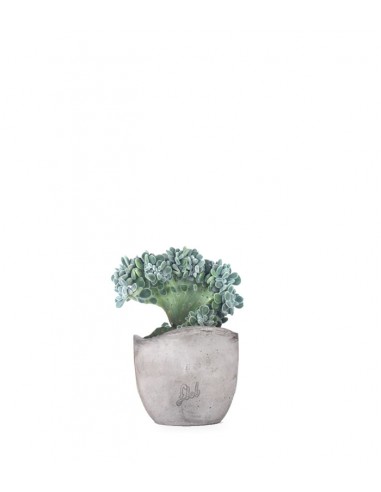 Echeveria frosty crestata