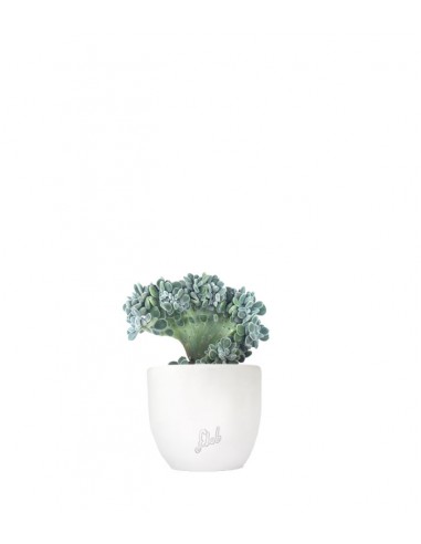 Echeveria frosty crestata