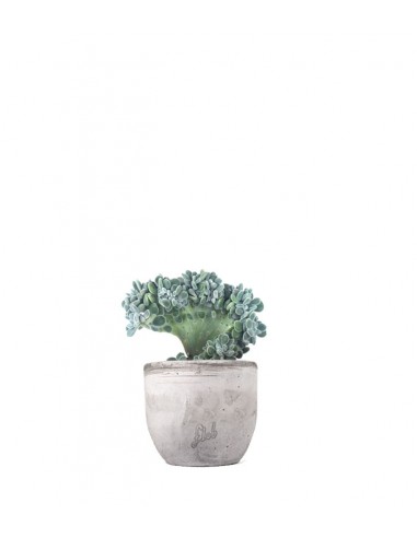 Echeveria frosty crestata