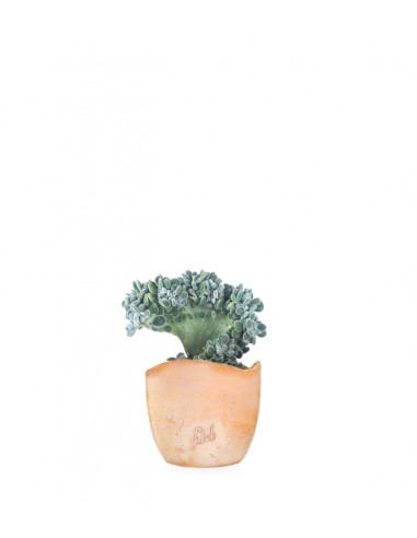 Echeveria frosty crestata