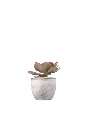Echeveria Neon Breakers
