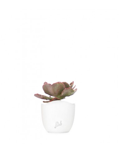Echeveria Neon Breakers