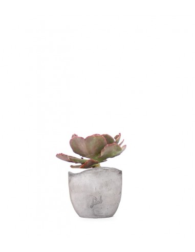 Echeveria Neon Breakers
