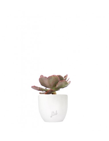 Echeveria Neon Breakers
