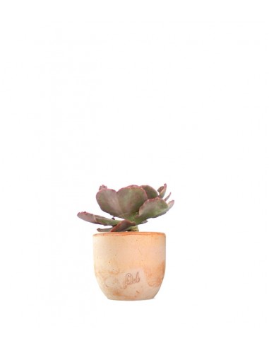 Echeveria Neon Breakers
