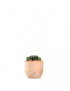 Echinopsis