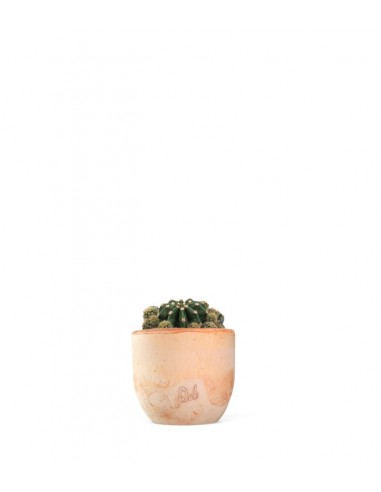 Echinopsis