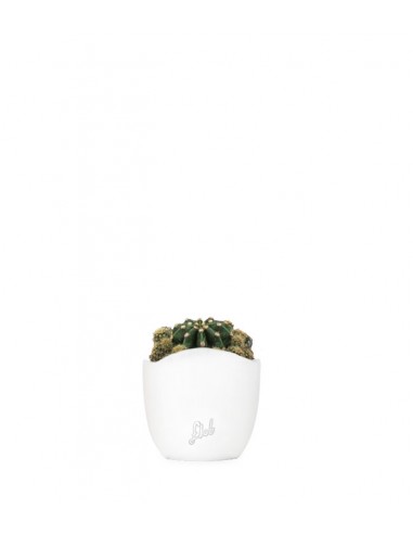 Echinopsis
