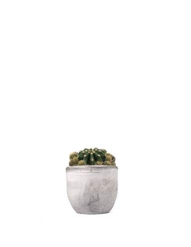 Echinopsis