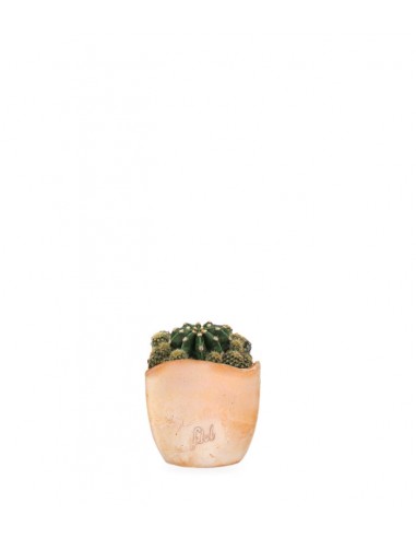 Echinopsis