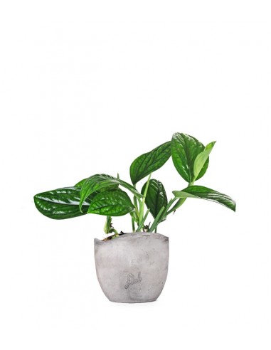 Epipremnum pinnatum Marble Planet
