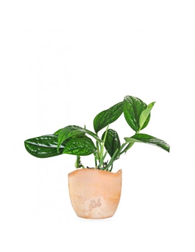 Epipremnum pinnatum Marble Planet