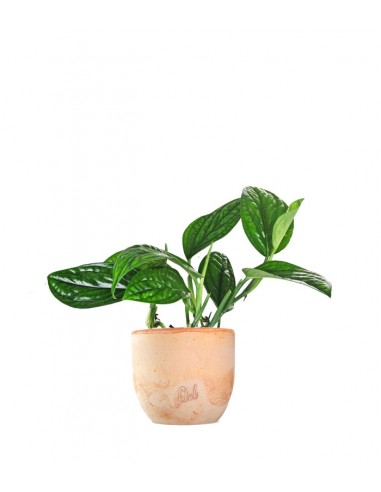 Epipremnum pinnatum Marble Planet