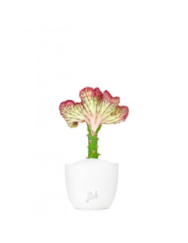 Euphorbia Lactea