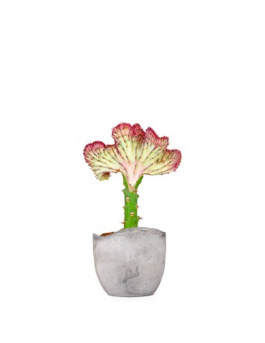 Euphorbia Lactea