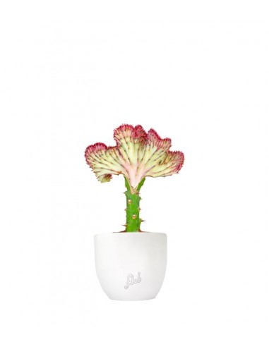 Euphorbia Lactea
