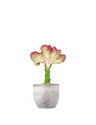 Euphorbia Lactea