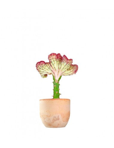 Euphorbia Lactea