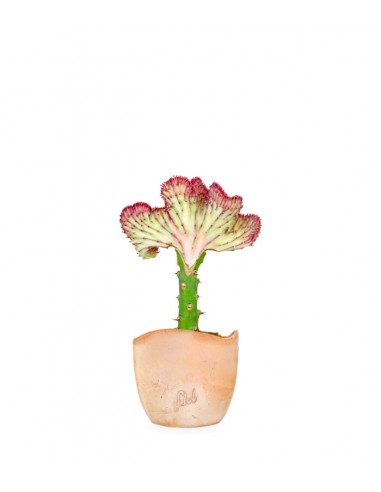 Euphorbia Lactea