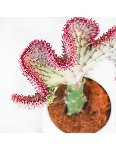 Euphorbia Lactea
