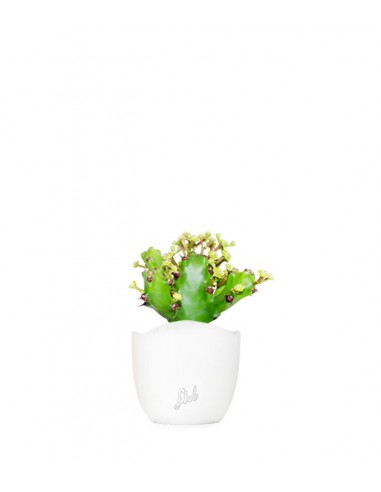 Euphorbia Mayuranathani