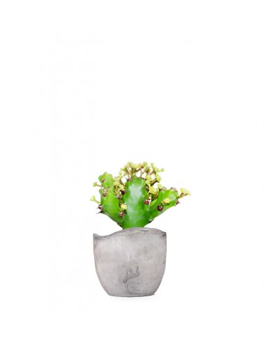 Euphorbia Mayuranathani