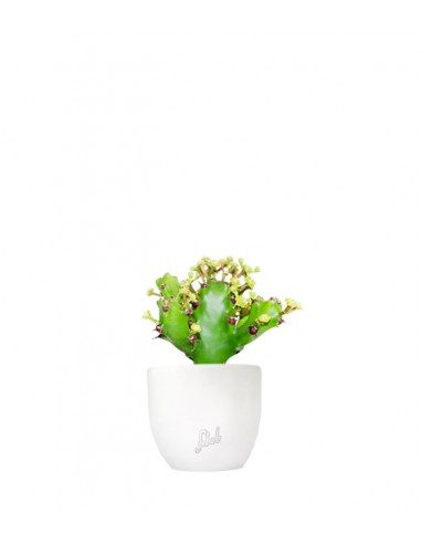 Euphorbia Mayuranathani