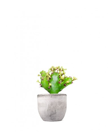 Euphorbia Mayuranathani