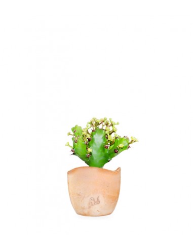 Euphorbia Mayuranathani