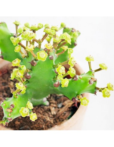 Euphorbia Mayuranathani
