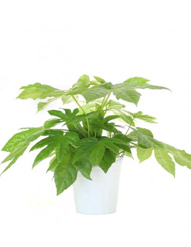 Fatsia Japonica