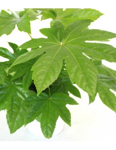 Fatsia Japonica 2